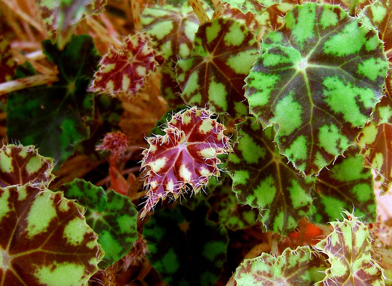 Soubor:2007-11-01Begonia bowerae10.jpg