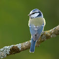 Cyanistes caeruleus 3 Luc Viatour.jpg