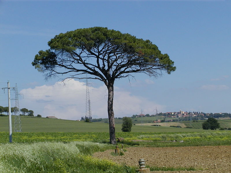 Soubor:Pinie irgendwo toscana.jpg