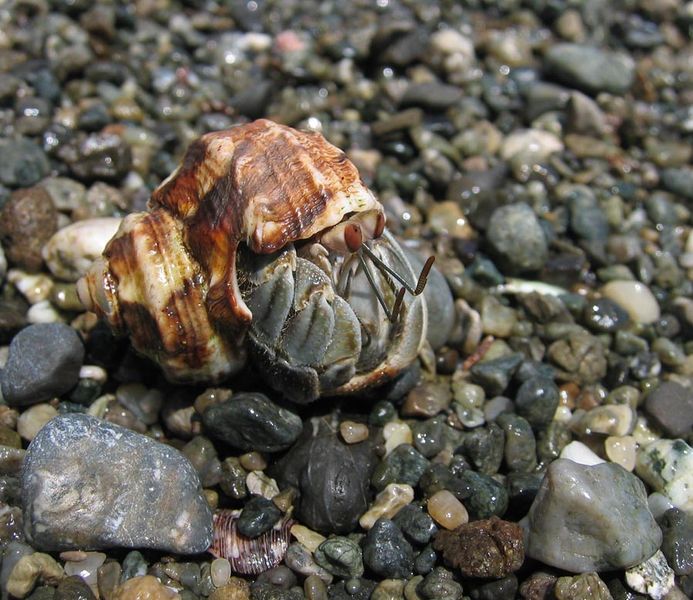 Soubor:DirkvdM hermit crab.jpg