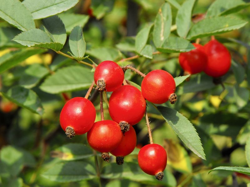 Soubor:Rosa Glauca Mainau - 1.jpg