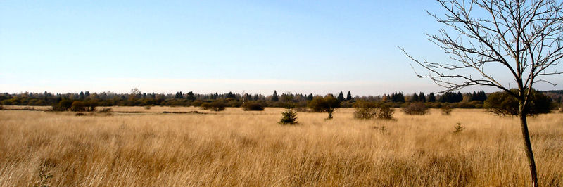 Soubor:Hohes Venn Herbst.JPG