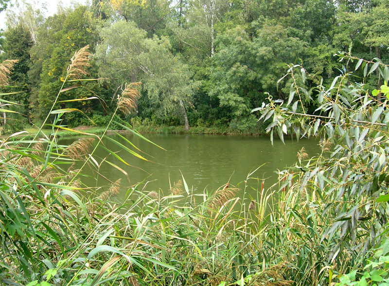 Soubor:Záryby, Martinov, pond.jpg