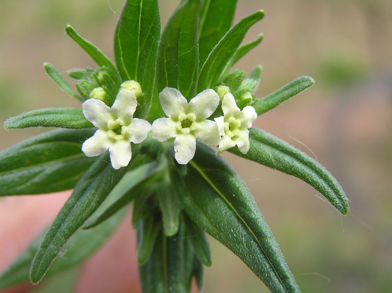 Soubor:Lithospermum officinale2.JPG