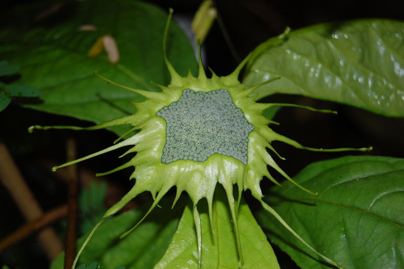 Soubor:2007 dorstenia turnerifolia 2.jpg