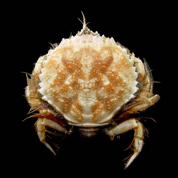 Soubor:Atelecyclus rotundatus.jpg