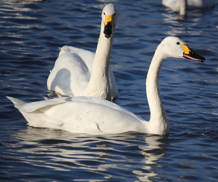 Soubor:Cygnus columbianus bewickii (Kiso River).JPG