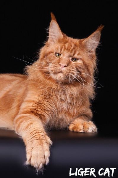 Soubor:Mainecoon Ray.jpg