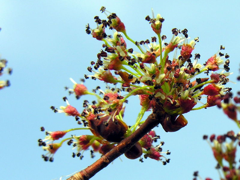 Soubor:Ulmus laevis.jpg