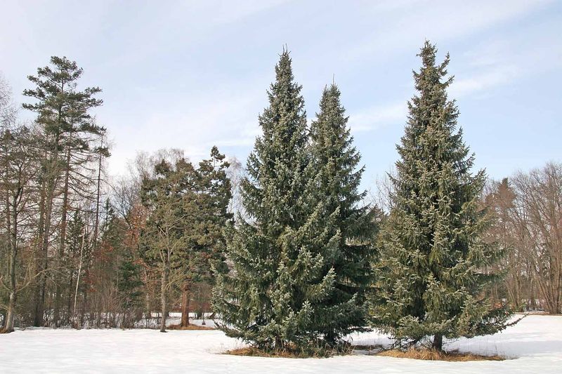 Soubor:Arboretum Vysoké Chvojno.jpg