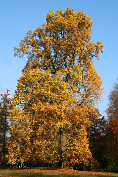 Soubor:Liriodendron tulipifera JPG5a.jpg