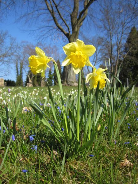 Soubor:Narcissus pseudonarcissus3-20130402.jpg