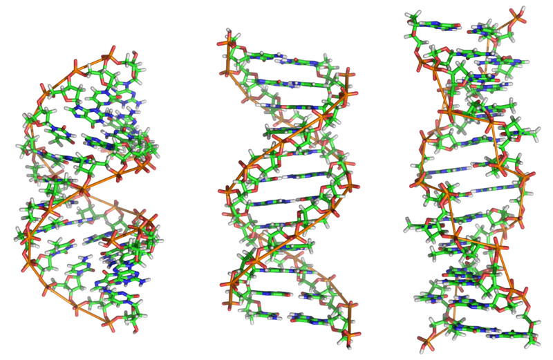 Soubor:A-DNA, B-DNA and Z-DNA.png