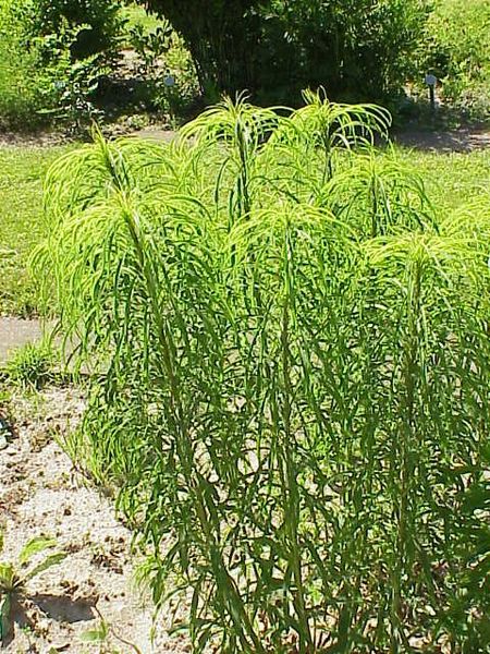 Soubor:Helianthus orgyalis0.jpg