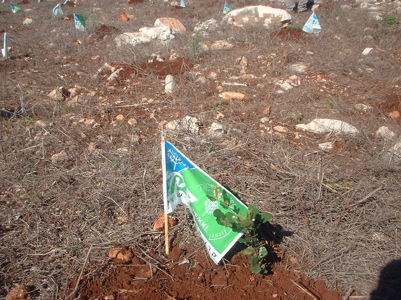 Soubor:Newly planted tree.JPG