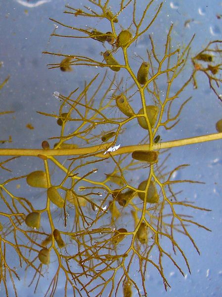 Soubor:Utricularia vulgaris 002.JPG