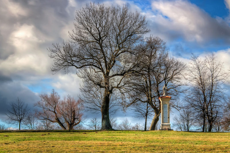 Soubor:Tree in the wind-theodevil.jpg