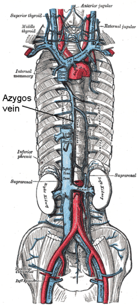 Soubor:Azygos vein.png