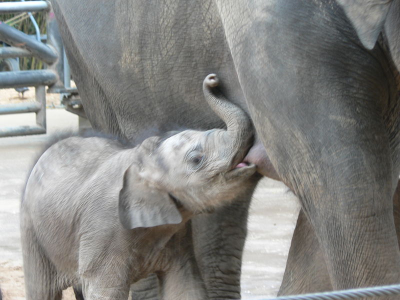 Soubor:Elephant breastfeading.jpg