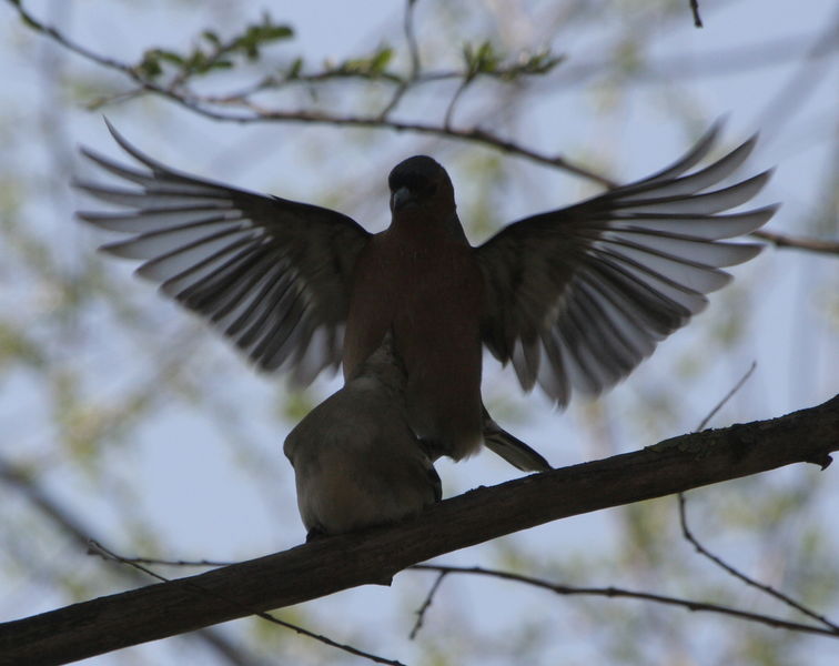 Soubor:Chaffinches mating.JPG