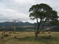 "Two Trees" - geograph.org.uk - 726714.jpg