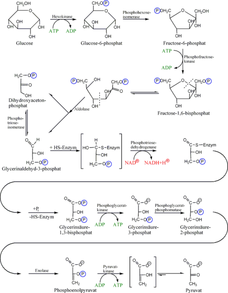 Soubor:Glycolyse.png