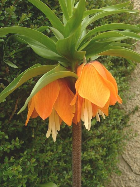 Soubor:Fritillaria imperialis01.jpg