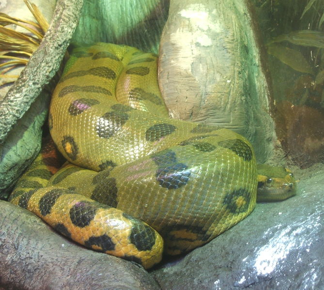 Soubor:Green-anaconda.jpg