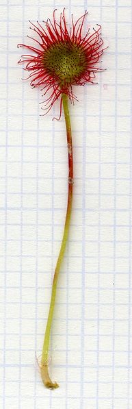 Soubor:Rotundifolia leaf morphology.jpg