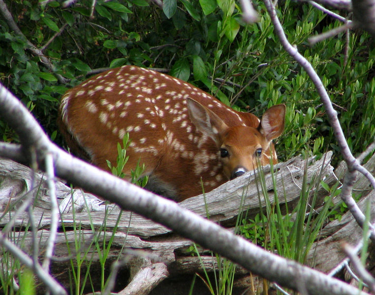 Soubor:WhitetailedDeerFawn.jpg