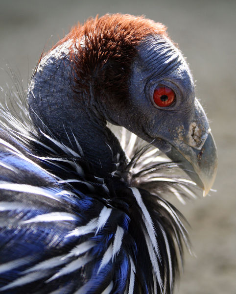 Soubor:Acryllium vulturinum Schönbrunn2008c.jpg