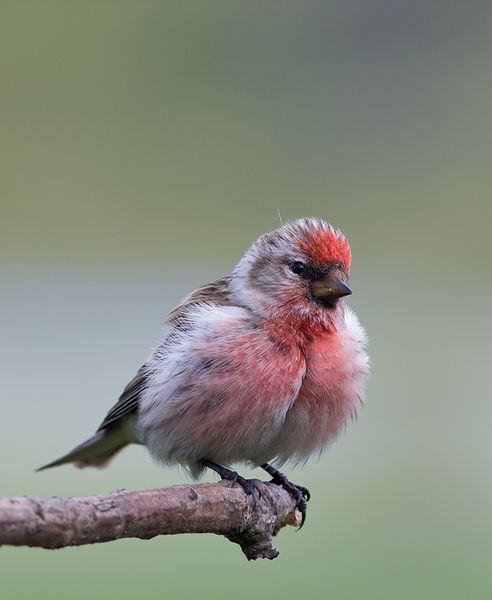 Soubor:Carduelis cabaret -Lochwinnoch, Renfrewshire, Scotland -male-8.jpg