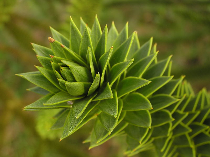 Soubor:Araucaria araucana ArboretumMT Zweig.jpg