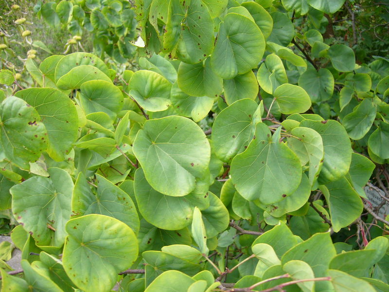 Soubor:Cercis siliquastrum - leaves.jpg