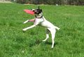 Russel terrier frisbee 8308v.jpg