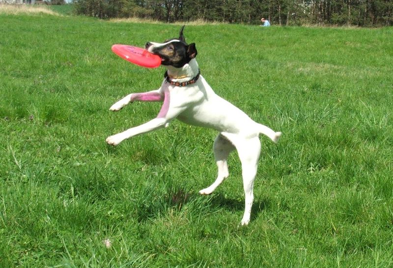 Soubor:Russel terrier frisbee 8308v.jpg