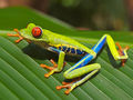 Red eyed tree frog edit2.jpg