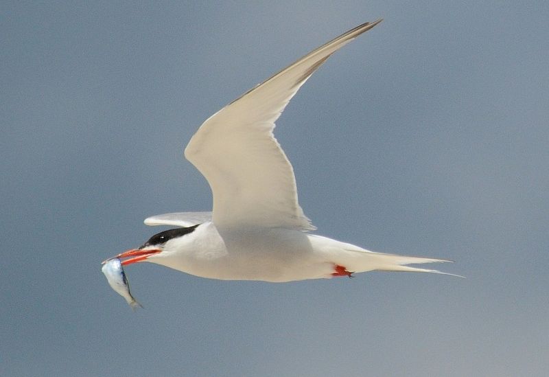 Soubor:Common tern with fish.jpg