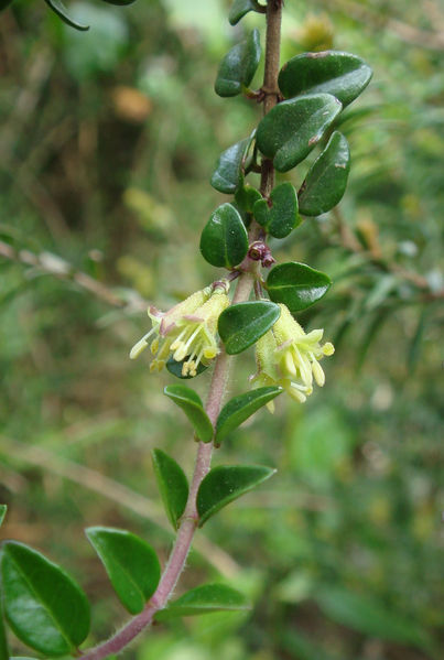 Soubor:Lonicera nitida A.jpg