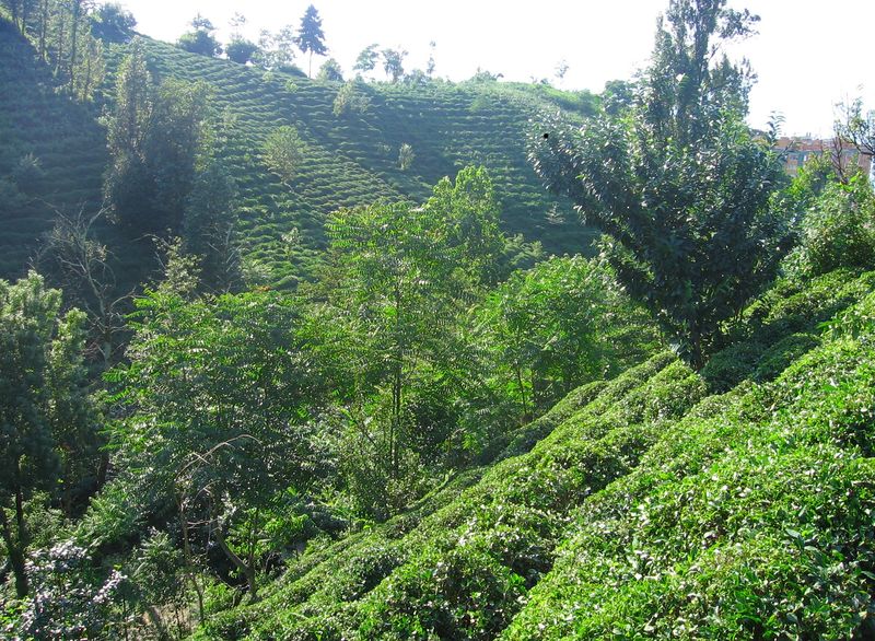 Soubor:Rize Tea Plantation 2005-jk.jpg