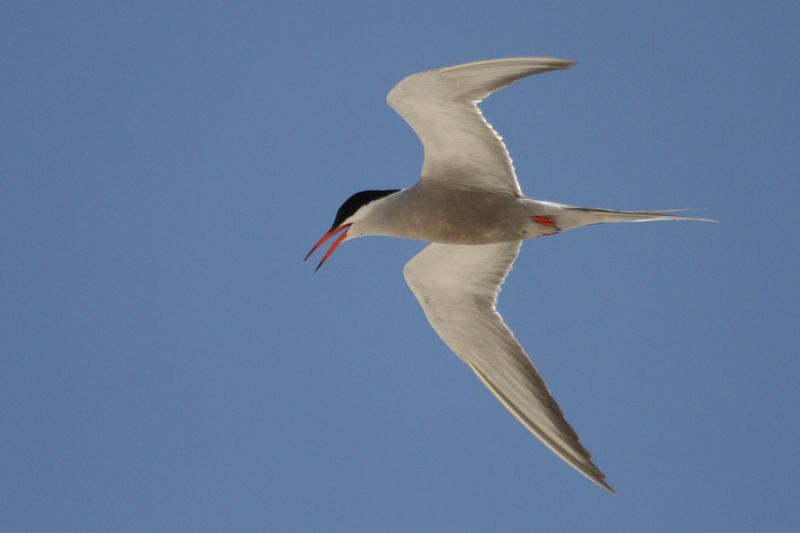 Soubor:White-cheeked Tern.jpg