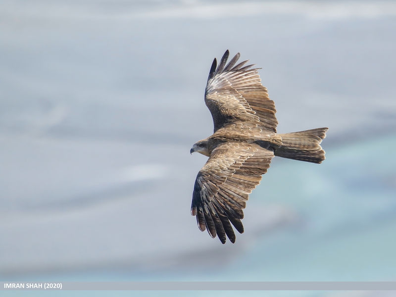 Soubor:Black Kite (Milvus migrans)-2020-Flickr2.jpg