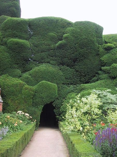 Soubor:'Cloud-Clipped' Yew Hedge at Powys Castle - geograph.org.uk - 923582.jpg