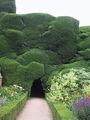 'Cloud-Clipped' Yew Hedge at Powys Castle - geograph.org.uk - 923582.jpg