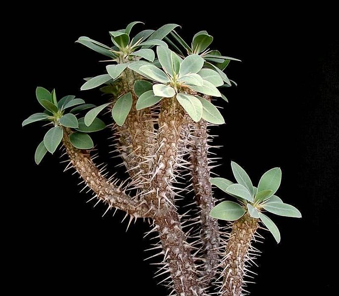 Soubor:Euphorbia fianarantsoae ies.jpg