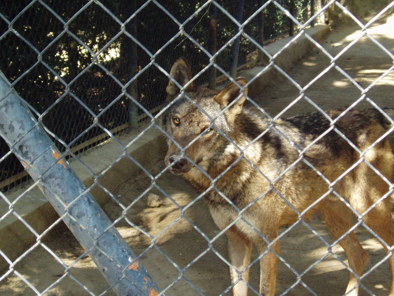 Soubor:Lobo-jerez.jpg