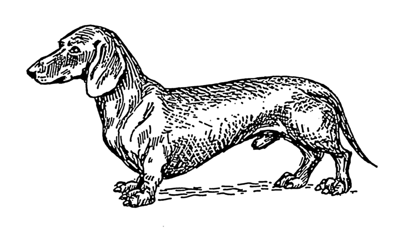 Soubor:Dachshund (PSF).png