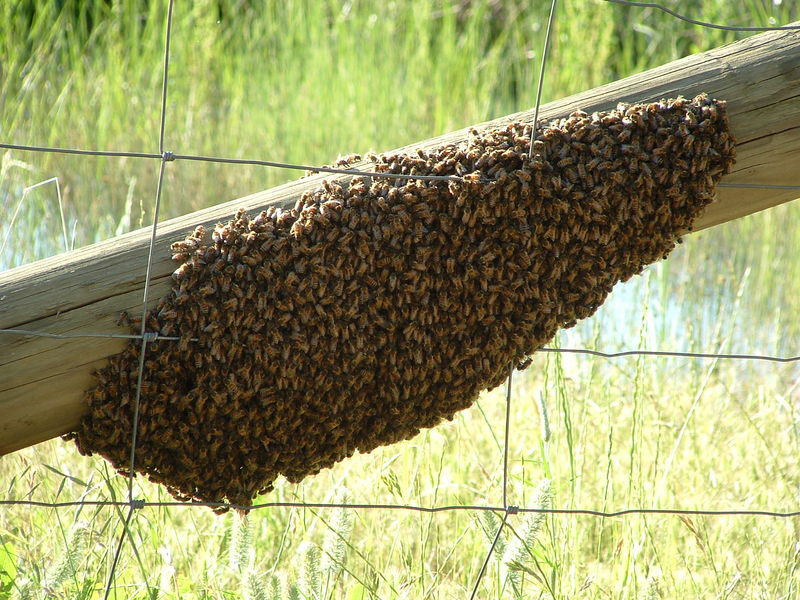 Soubor:A swarm of Apis mellifera - 20051109.jpg