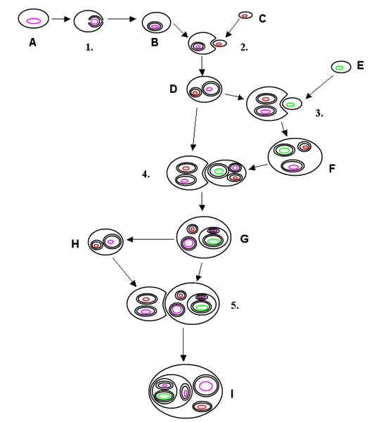 Soubor:Endosymbiosis.PNG