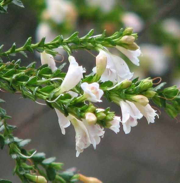 Soubor:Eremophila brevifolia.jpg